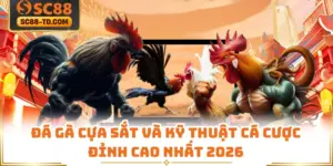 Đá Gà Cựa Sắt Và Kỹ Thuật Cá Cược Đỉnh Cao Nhất 2026