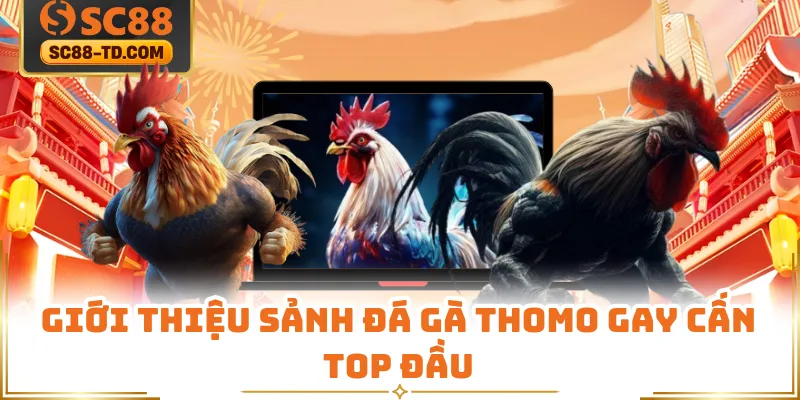 Giới Thiệu Sảnh Đá Gà Thomo Gay Cấn Top Đầu