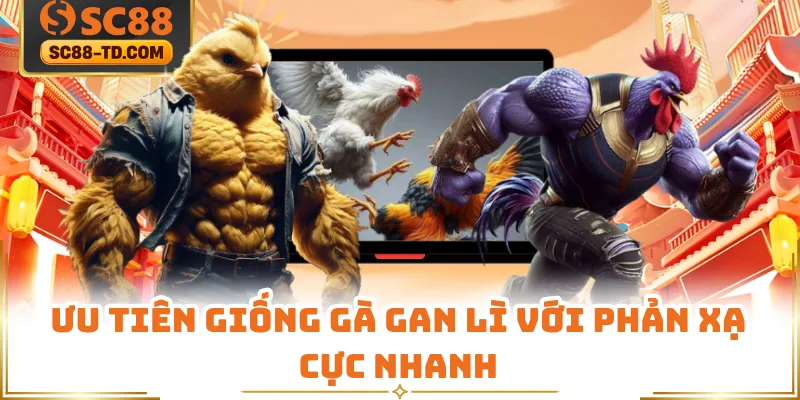 Ưu Tiên Giống Gà Gan Lì Với Phản Xạ Cực Nhanh